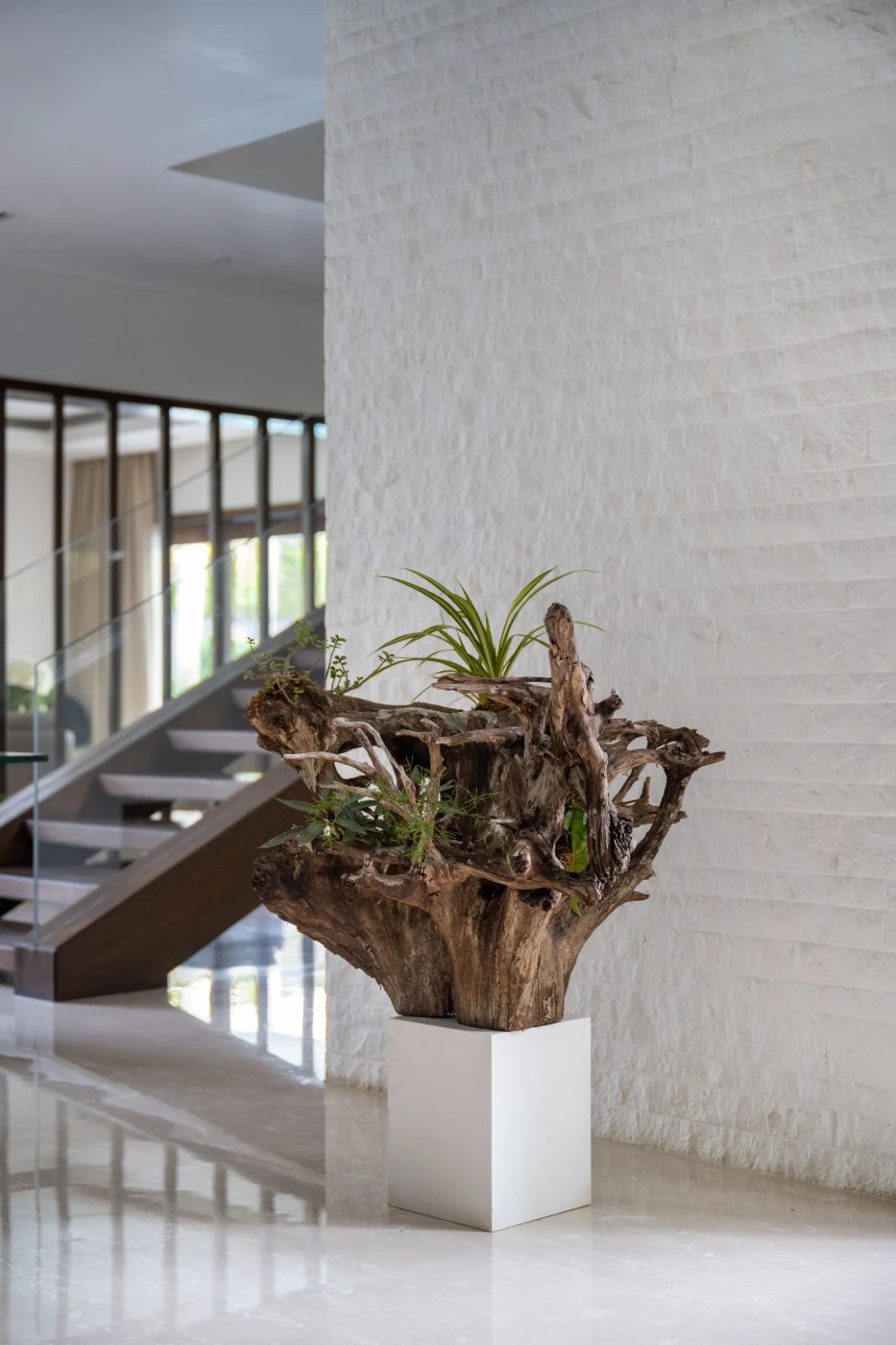 A root mass on a plinth indoors, planted with air plants and trailing greenery