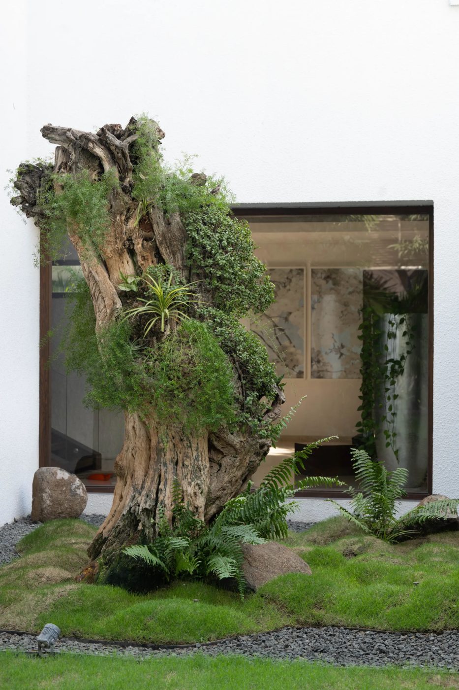 A standing hollow trunk in a courtyard, mossed and planted with ferns and asparagus fern