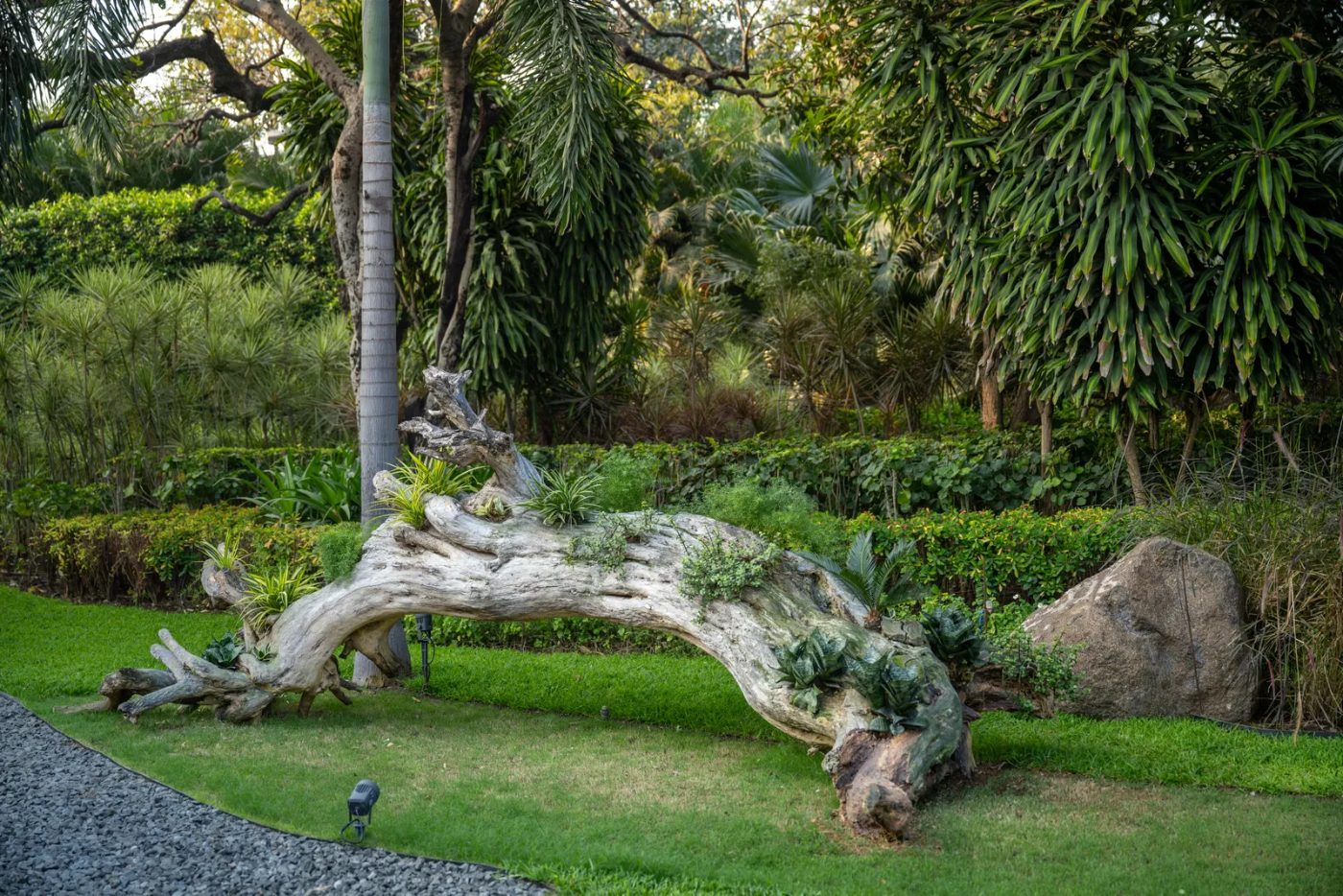 A fallen trunk laid on lawn, planted along its length with air plants, ferns and succulents