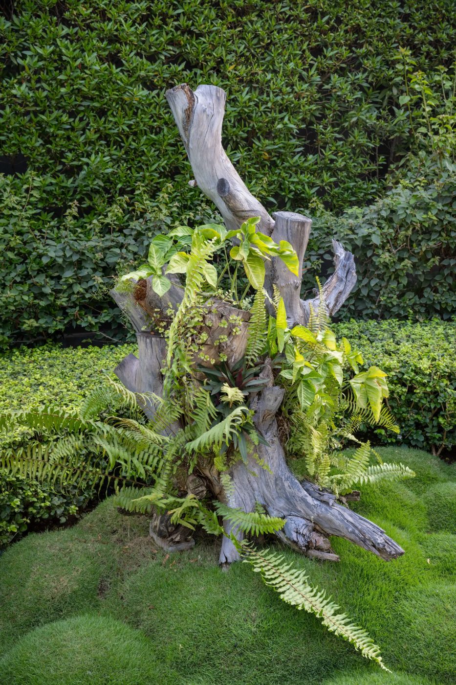 A grey stump against a hedge, planted with ferns and broad-leaved climbers