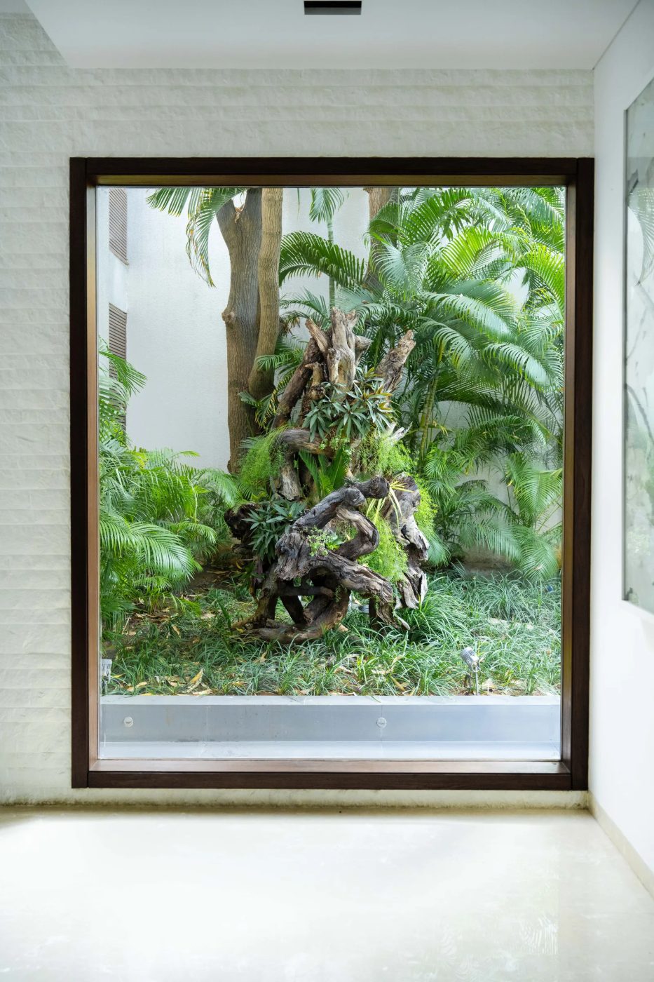 A planted deadwood group seen through a window, framed as a vitrine