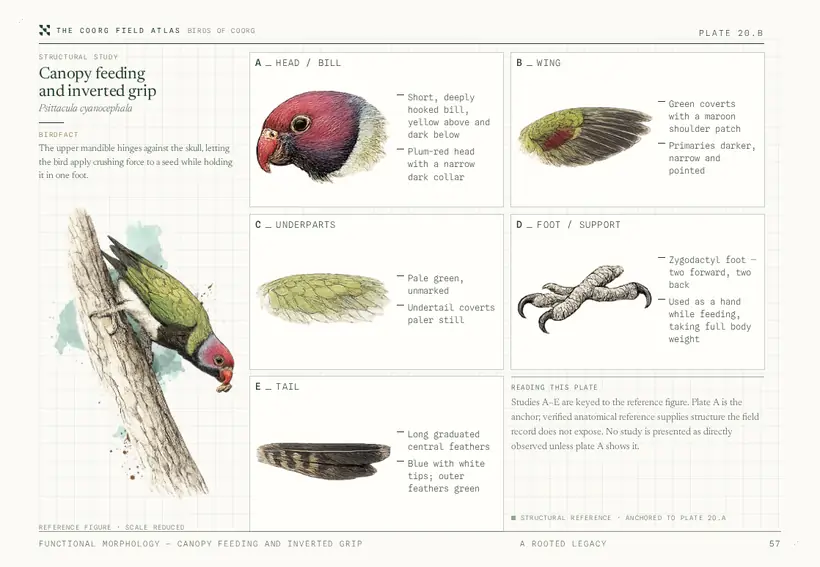 Plate 20.B — Plum-headed Parakeet, five study positions